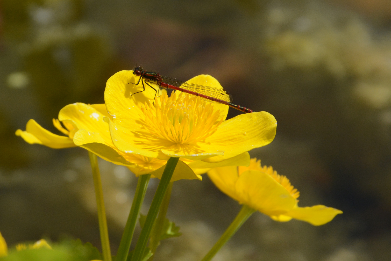 Frühe Ardonislibelle