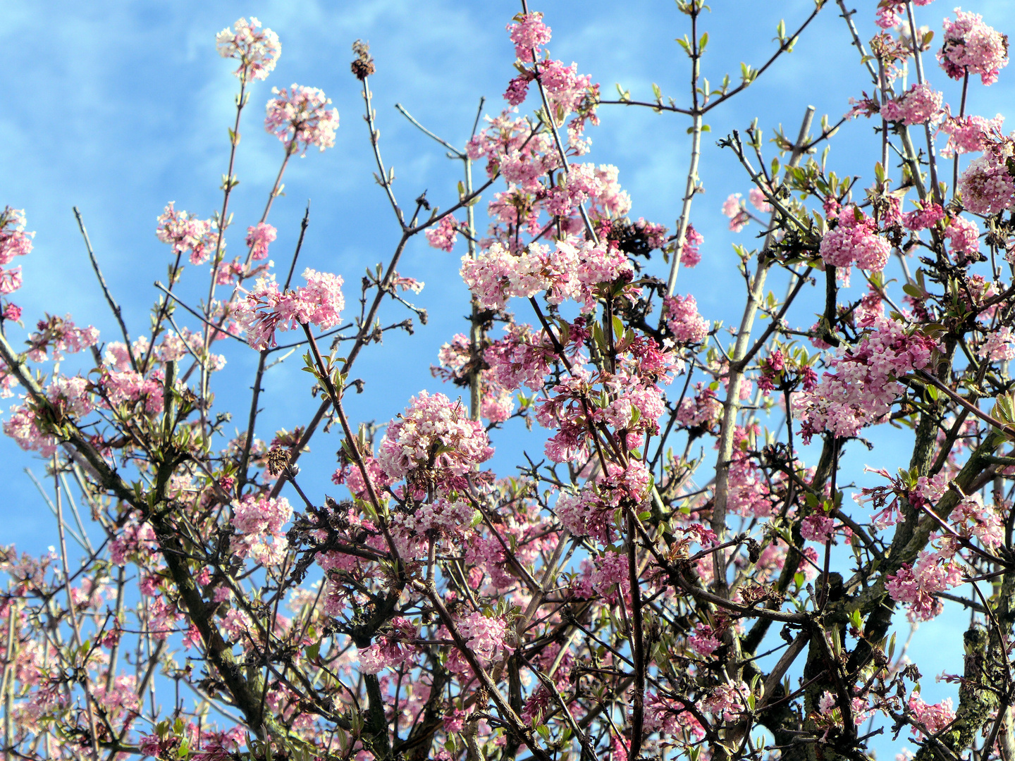 Frühe Baumblüte