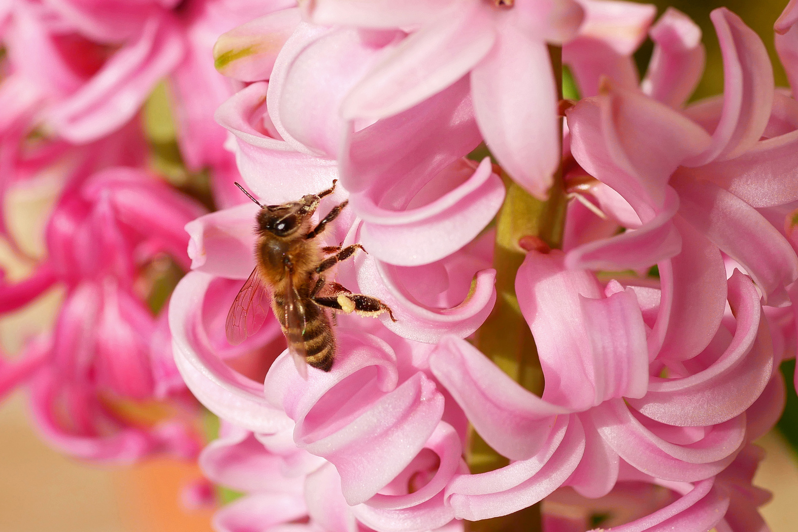 Frühe Biene Anfang Februar auf einer Hyazinthe