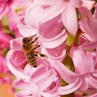 Frühe Biene Anfang Februar auf einer Hyazinthe