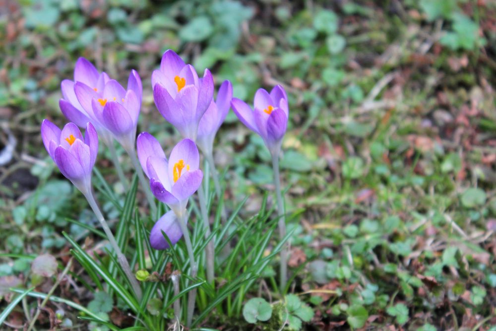 Frühe Blümchen 2024