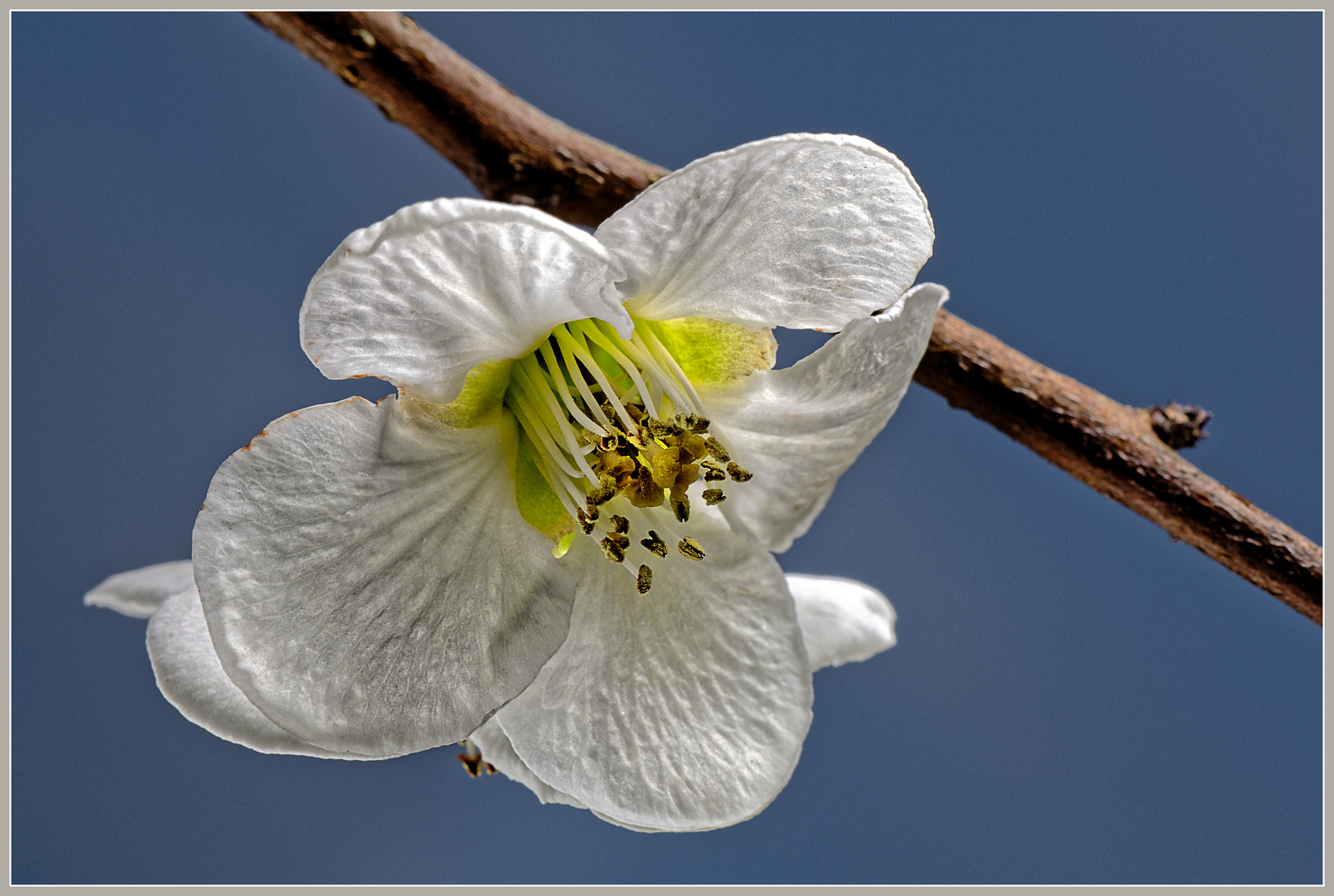 Frühe Blüte der Zierquitte