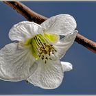 Frühe Blüte der Zierquitte