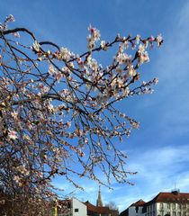 Frühe Blüte in Esslingen