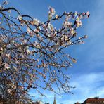 Frühe Blüte in Esslingen