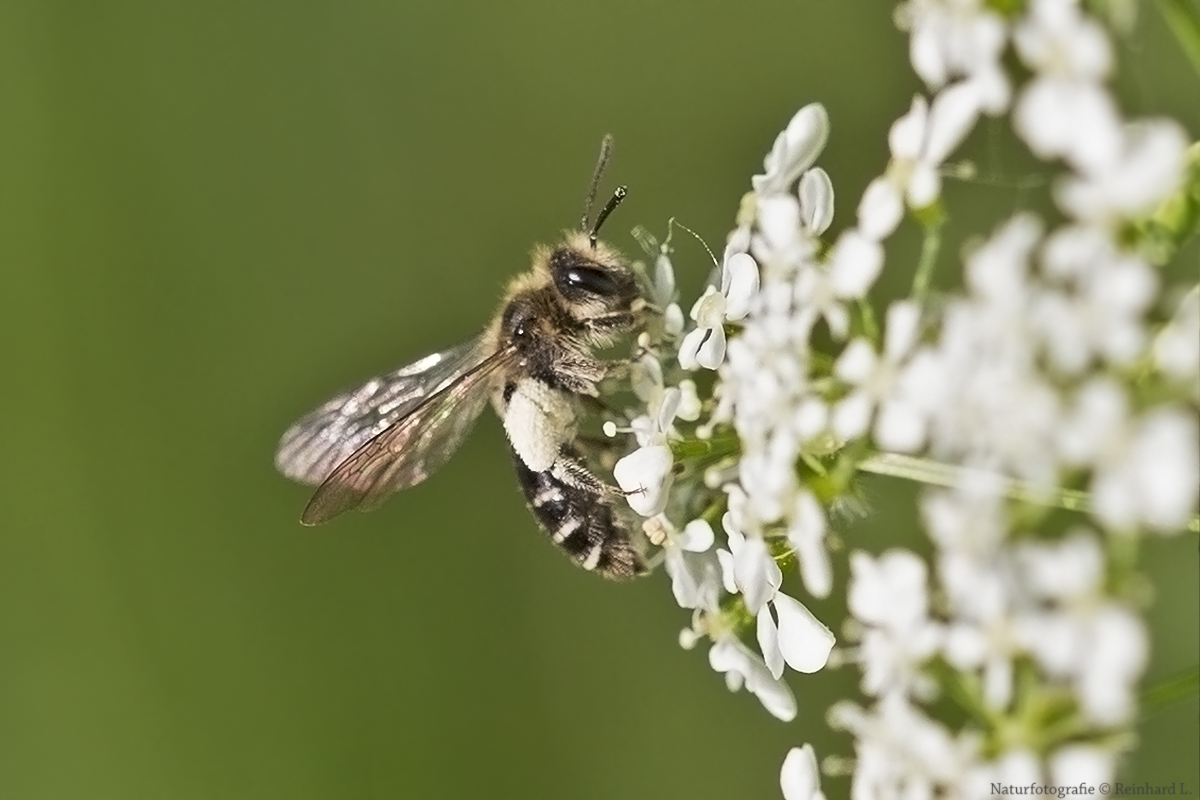 Frühe Doldensandbiene