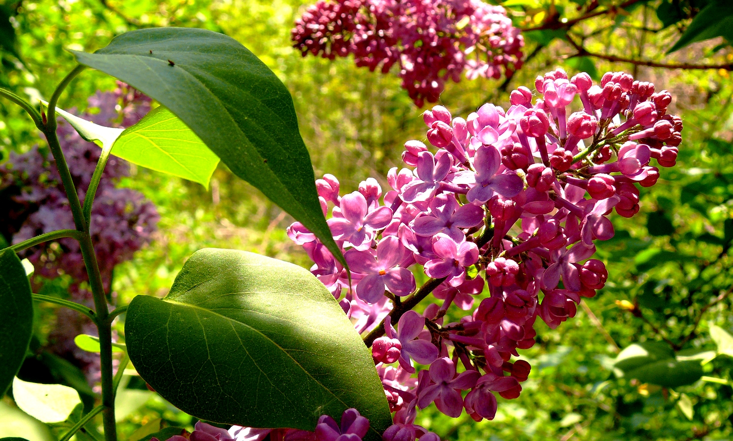 Frühe Fliederblüte 2011