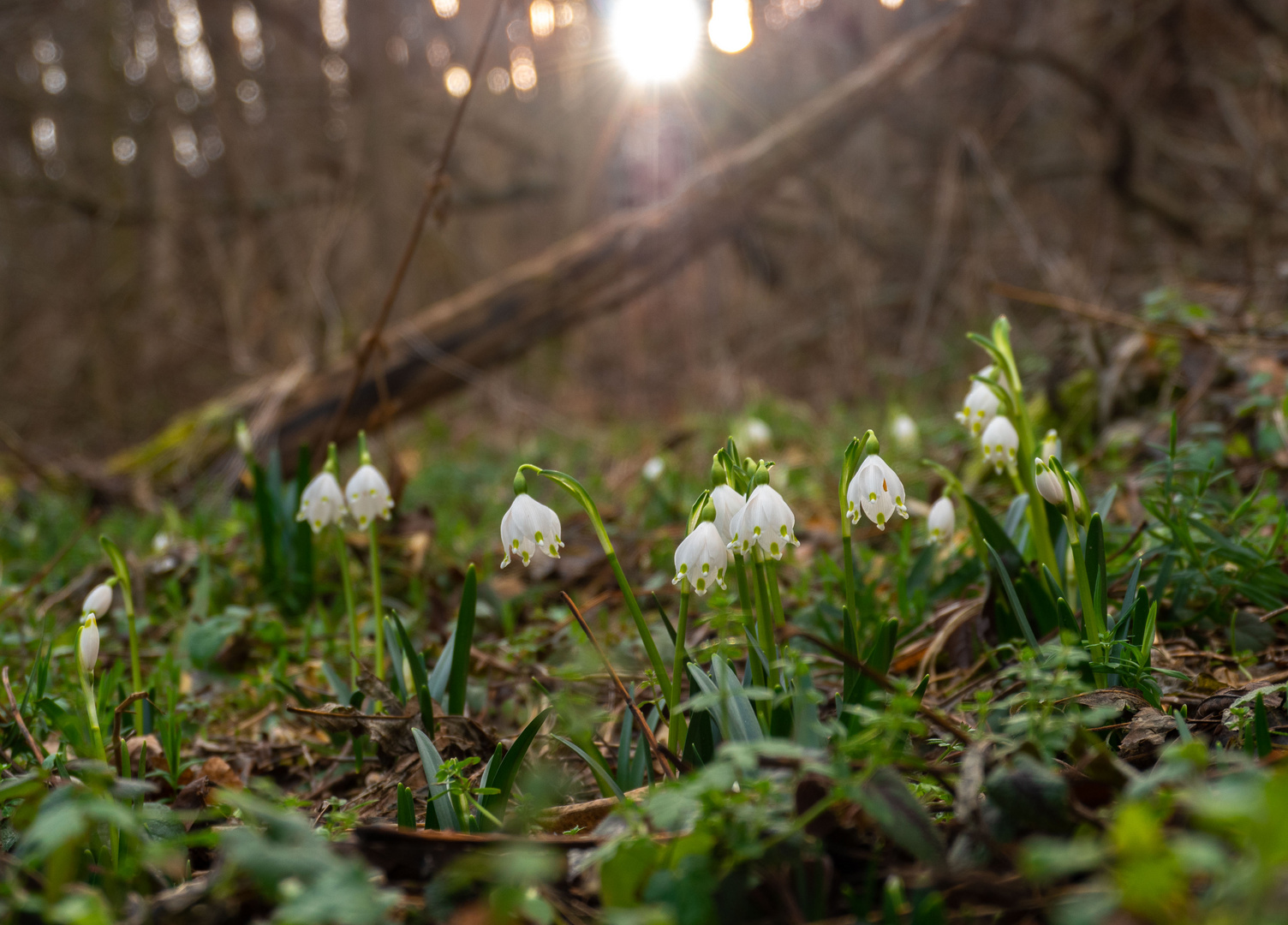 Frühe Frühblüher