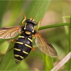 Frühe Gelbrandschwebfliege ...