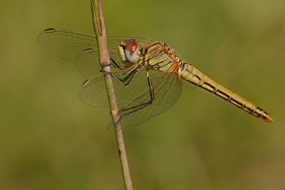 Frühe Heidelibelle