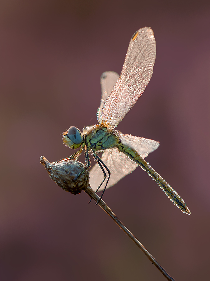 Frühe Heidelibelle