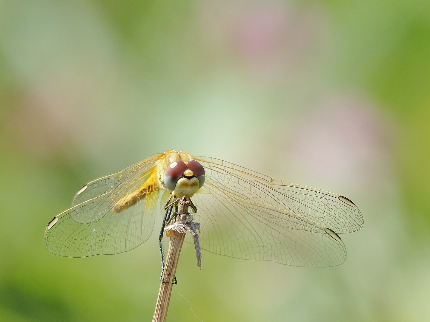 Frühe Heidelibelle