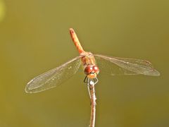 Frühe Heidelibelle