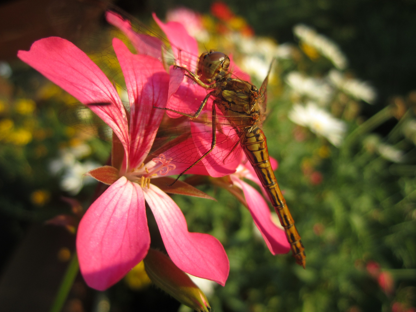 Frühe Heidelibelle auf Blüte