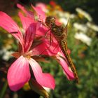 Frühe Heidelibelle auf Blüte