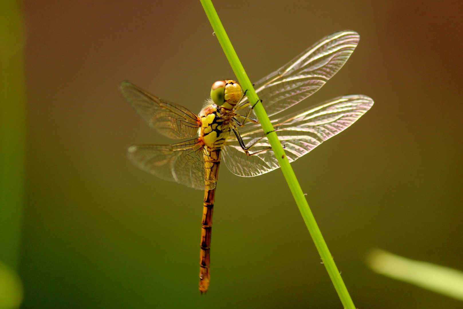 Frühe Heidelibelle