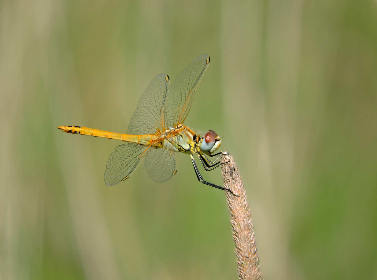 Frühe Heidelibelle