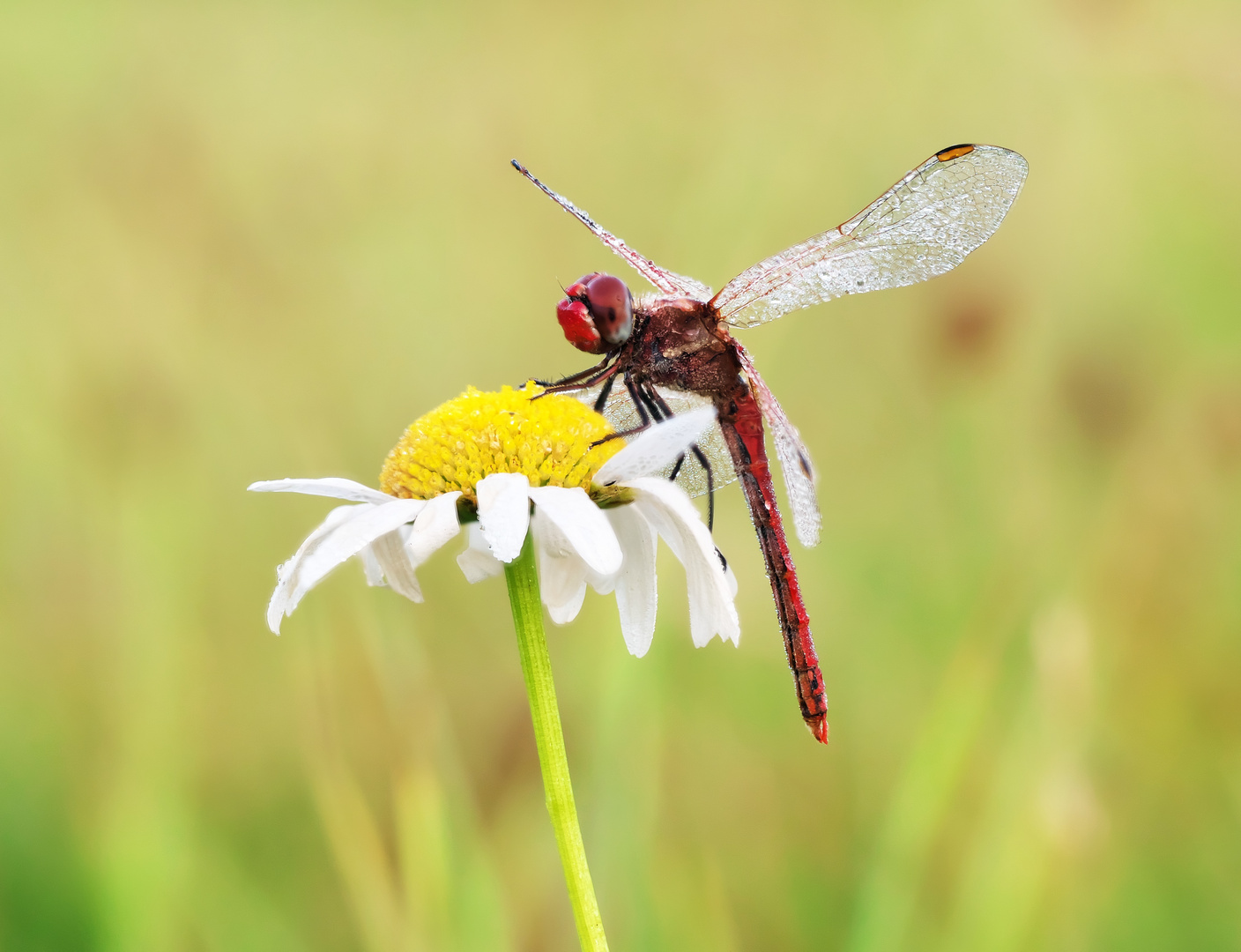 Frühe Heidelibelle