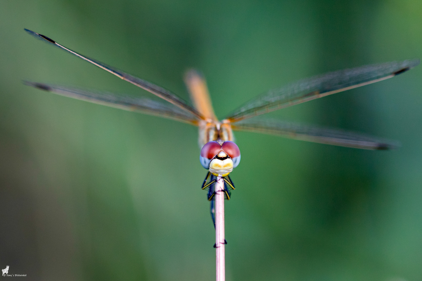 Frühe Heidelibelle frontal