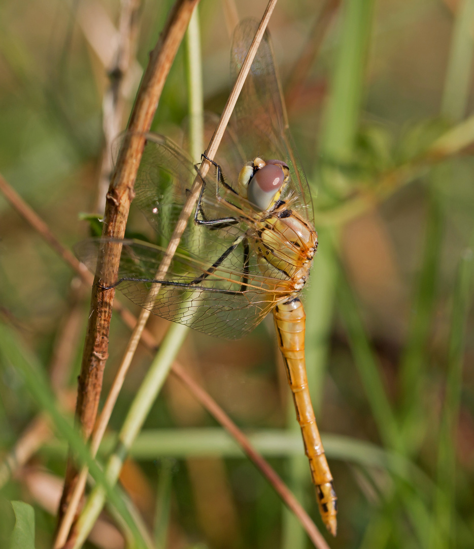 Frühe Heidelibelle Jungtier