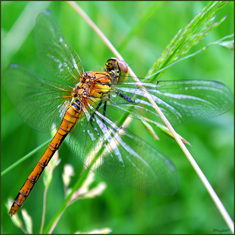 Frühe Heidelibelle, Jungtier