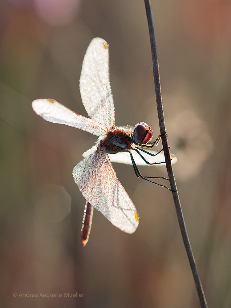 Frühe Heidelibelle (M) / Sympetrum fonscolombii (ND)