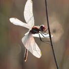 Frühe Heidelibelle (M) / Sympetrum fonscolombii (ND)