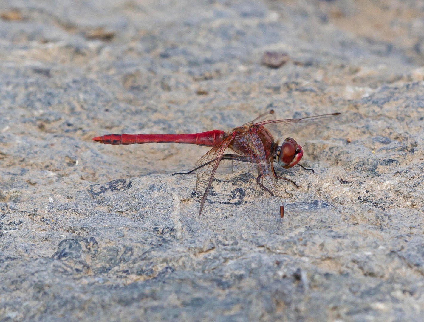 Frühe Heidelibelle Männchen