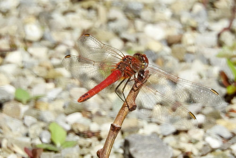 Frühe Heidelibelle Männchen