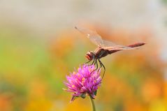 Frühe Heidelibelle mit roter Nase