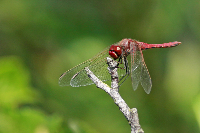 Frühe Heidelibelle (Sympetrum fonscolombei) (det. Eckhard von Holdt)