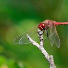 Frühe Heidelibelle (Sympetrum fonscolombei) (det. Eckhard von Holdt)