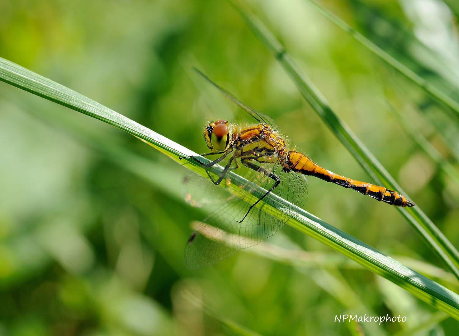 Frühe Heidelibelle _Sympetrum fonscolombii