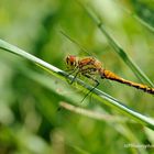 Frühe Heidelibelle _Sympetrum fonscolombii