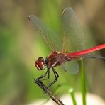 Frühe Heidelibelle (Sympetrum fonscolombii)