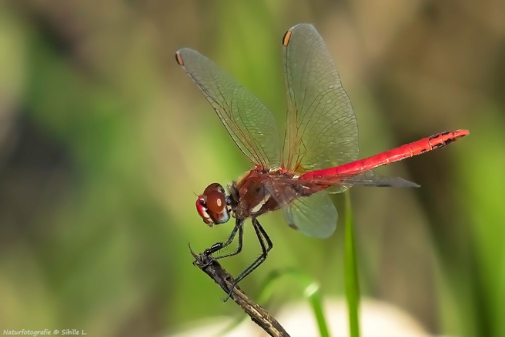 Frühe Heidelibelle (Sympetrum fonscolombii)