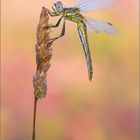 Frühe Heidelibelle (Sympetrum fonscolombii)