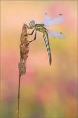 Frühe Heidelibelle (Sympetrum fonscolombii)