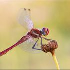 Frühe Heidelibelle (Sympetrum fonscolombii)