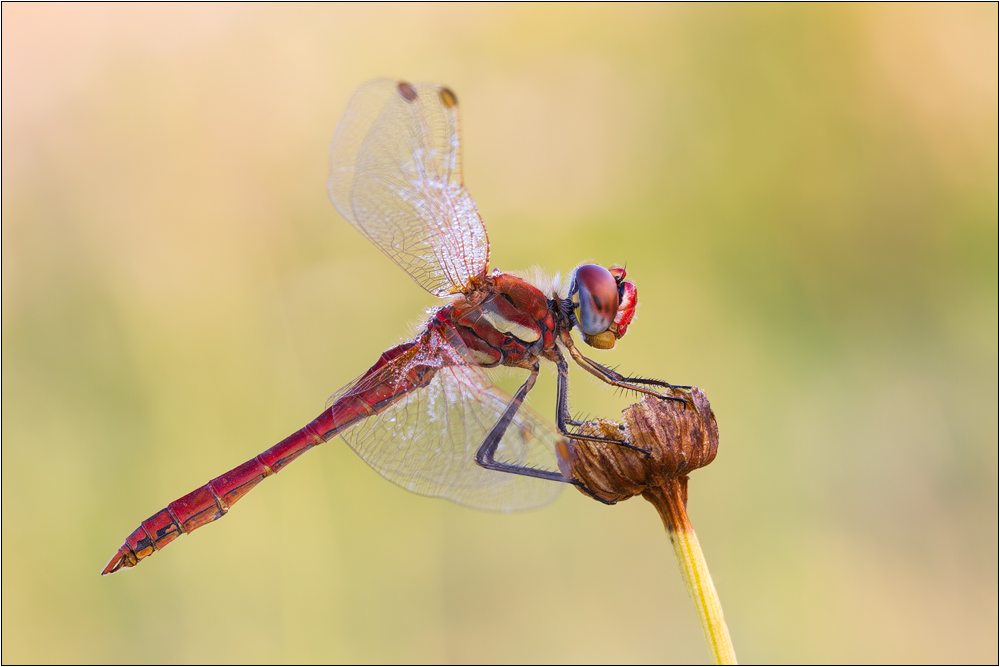 Frühe Heidelibelle (Sympetrum fonscolombii)