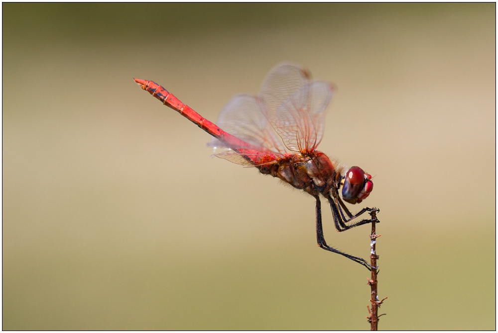 Frühe Heidelibelle – Sympetrum fonscolombii