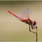 Frühe Heidelibelle – Sympetrum fonscolombii