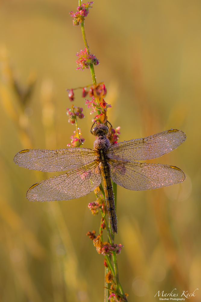 Frühe Heidelibelle (Sympetrum fonscolombii)