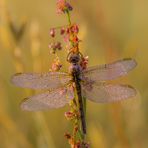 Frühe Heidelibelle (Sympetrum fonscolombii)