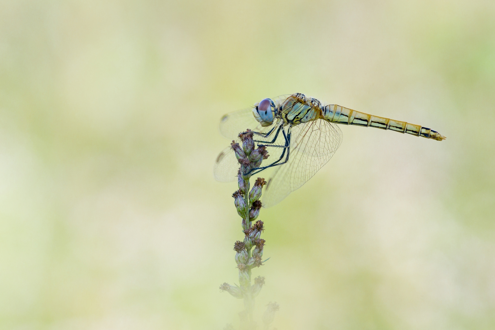 Frühe Heidelibelle – Sympetrum fonscolombii