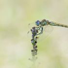 Frühe Heidelibelle – Sympetrum fonscolombii