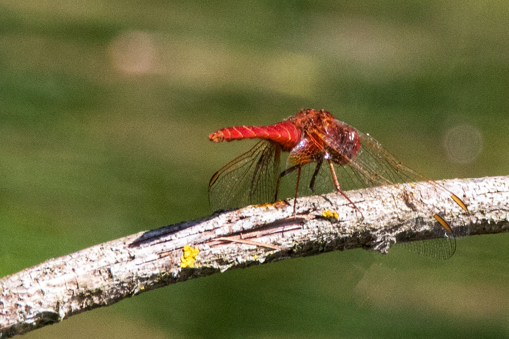 Frühe Heidelibelle (Sympetrum fonscolombii)