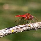 Frühe Heidelibelle (Sympetrum fonscolombii)