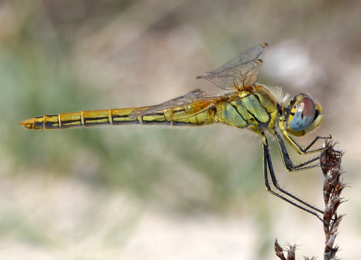 Frühe Heidelibelle - Sympetrum fonscolombii