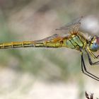 Frühe Heidelibelle - Sympetrum fonscolombii